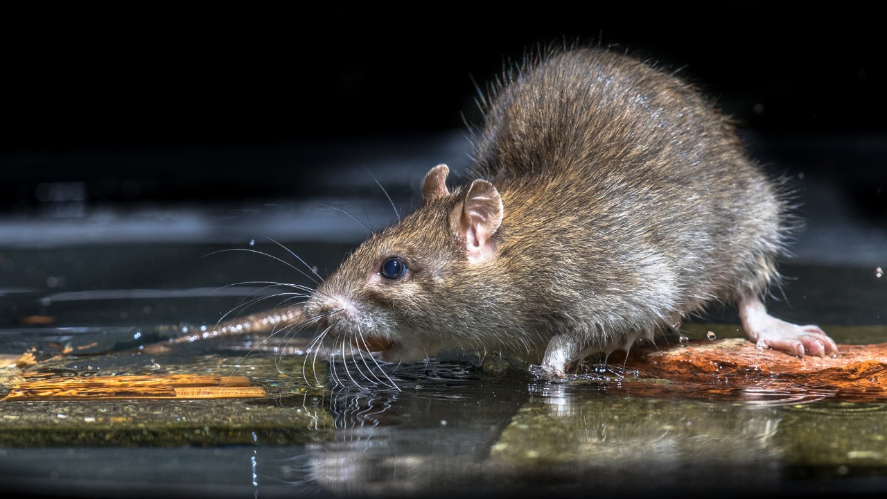 LEPTOSPIROSE: Lixo nas ruas ou locais impróprios aumenta perigo com as chuvas