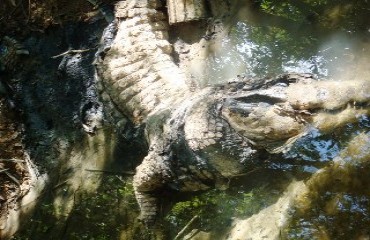 MEIO AMBIENTE - Mais de um barco de lixo é retirado do Jamari; até jacaré morto é encontrado – Confira fotos