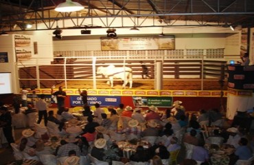 Leilão 3º Mega Touros Rondônia da Expojipa repete sucesso