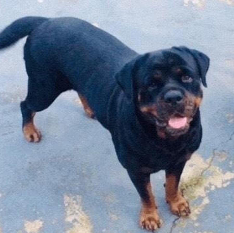 LAUANE: Cachorra desaparece no bairro Rio Madeira e donos tentam localizá-la
