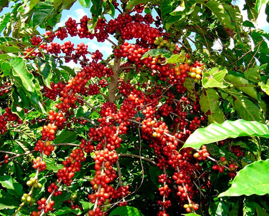 SACAS: IBGE estima colheita de café do Brasil em recorde