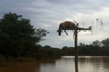 Vaca fica presa em poste após enchente baixar no RS