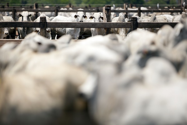 CRESCIMENTO: Bovinocultura de corte só perde para a soja em valor de produção