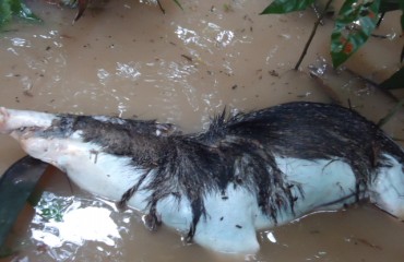 SANTO ANTÔNIO - Animais silvestres morrem afogados no lago da Usina, consórcio construtor diz que foram apenas cerca de 500 - FOTOS E VÍDEO