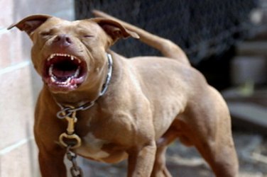 Pitt Bull tenta atacar moradores e dono é detido por omissão de cautela