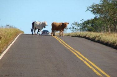 Jovem morre após colidir com uma vaca na estrada