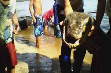 Cobra gigante é encontrada no interior do AM  