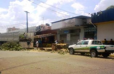 Polícia Ambiental flagra empresário derrubando árvore histórica em Porto Velho - Fotos