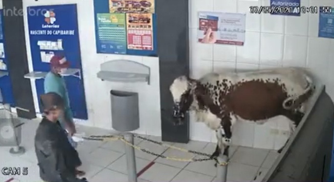 VEJA O VÍDEO: Boi invade lotérica e assusta quem sacava auxílio emergencial