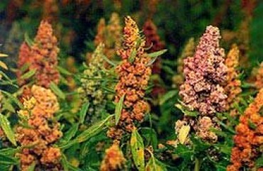 BEM-ESTAR -  Quinoa – planta milagrosa – Por Rosângela Roms