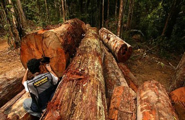 Florestania em baixa: Acre desmata mais que Rondônia, diz Imazon