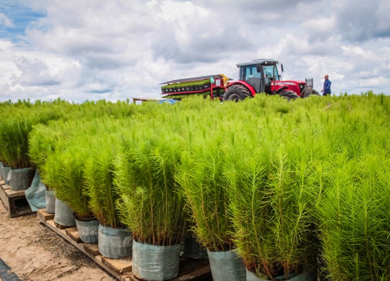 Empresários investem em plantios de florestas