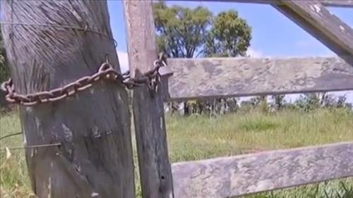 Ladrões furtam cabeças de gado na zona rural 