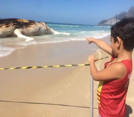 Baleia morre encalhada na Praia de Ipanema