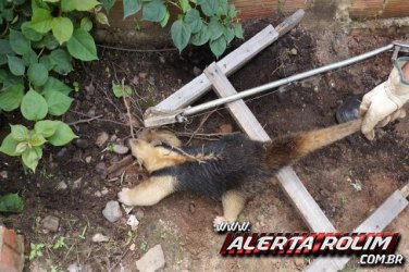 Bombeiros capturam tamanduá mirim em residência no bairro Beira Rio