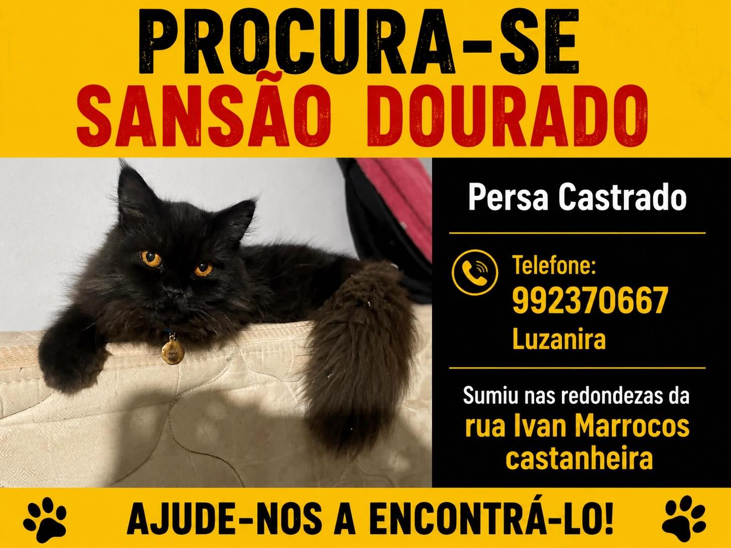 SANSÃO DOURADO: Gato de vereador desaparece no bairro Castanheira; há recompensa de R$ 300