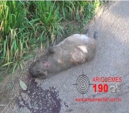 Após atropelar capivara táxi capota em ribanceira 