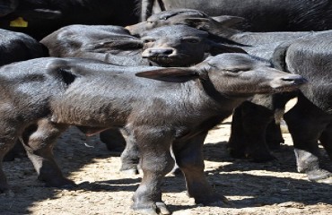 Prosa Rural fala sobre cuidados com bezerros de búfalo