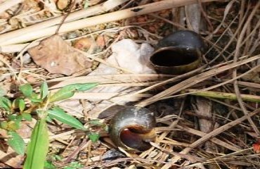 COMPETÊNCIA - Ponta do Abunã: Prefeitura abandonou única escola da Vila, caramujos invadem estabelecimento