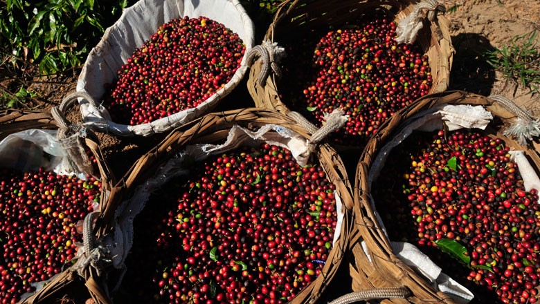 CAFEICULTURA NACIONAL: Café tem produtividade média superior a 32 sacas por hectare