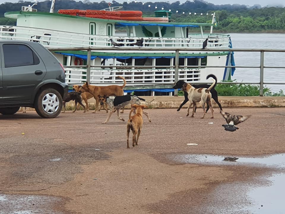 CENA DA CIDADE: Aumento de cachorros abandonados preocupa em Porto Velho