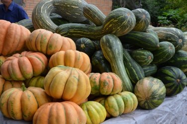 Prefeitura acompanha colheita de abóbora gigante