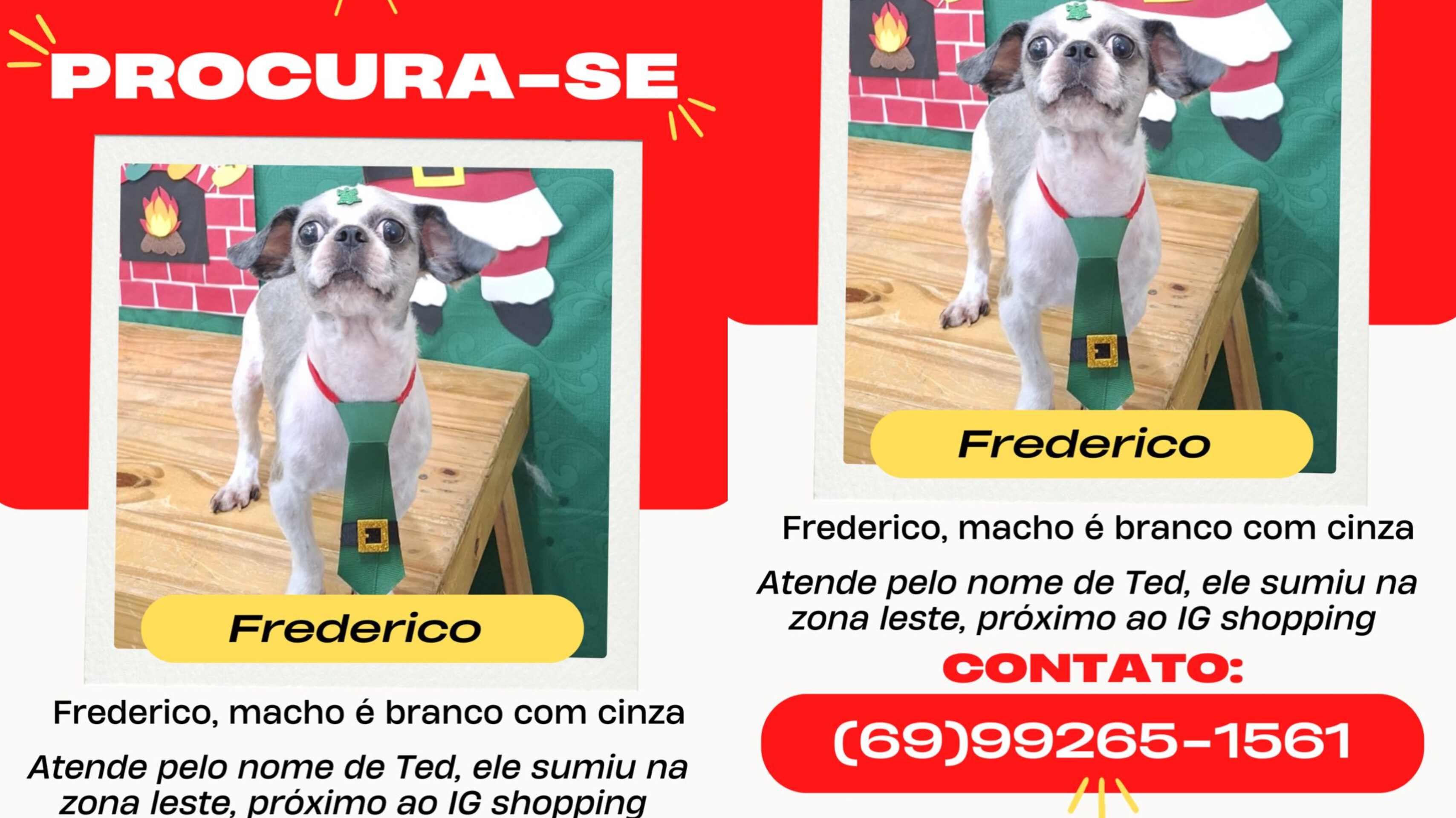 CADÊ O TED? Cachorrinho Frederico desapareceu na zona leste