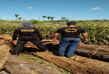 Sedam e Polícia Ambiental apreendem 600 metros cúbicos de madeira de áreas de preservação