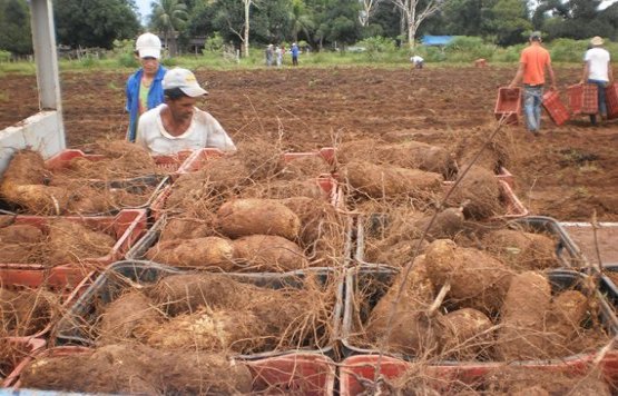 Agricultores familiares investem no cultivo de inhame em Rondônia