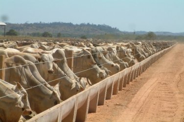 Entidade oferece capacitação sobre confinamento de animais 