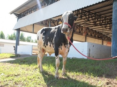 RONDÔNIA RURAL SHOW - Vacas e touros reprodutores podem ser financiados