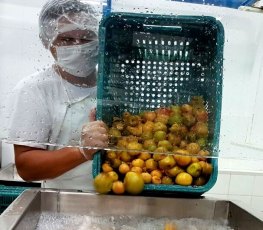 Agroindústria de polpa de frutas recebe trator para auxiliar na produção