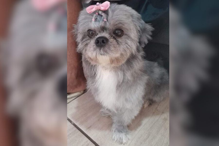 UTILIDADE PÚBLICA: Tutora procura por shih-tzu perdido na capital