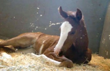 Primeira clonagem de um cavalo acontece no Brasil