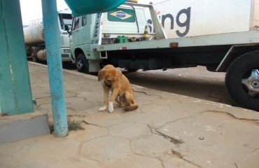 JARU - Homem ataca cão e após uma intensa luta lesiona o animal e também sai ferido – Fotos