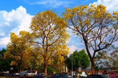 Guajará: A florada dos ipês - Por Ariel Argobe