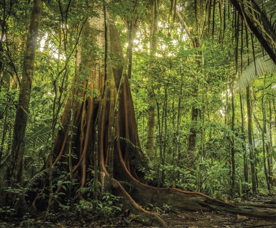 DESMATAMENTO: Amazônia perdeu área de vegetação do tamanho da França em 40 anos