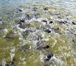 Mercado do peixe terá destaque em feira internacional 