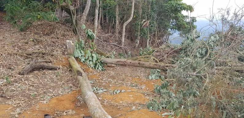 TRÁGICO: Trabalhador morre atingido por tora de árvore durante derrubada