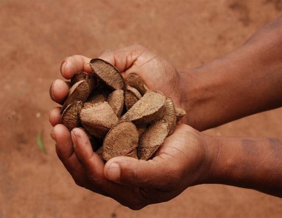 Curso ensina a produzir alimentos com a castanha em Ouro Preto do Oeste