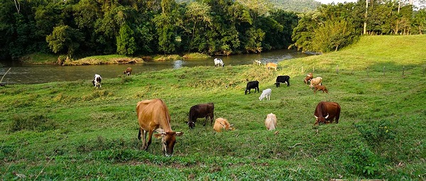 UNIDADE DE CONSERVAÇÃO: MP recomenda à Idaron identificar formalmente criadores de gado