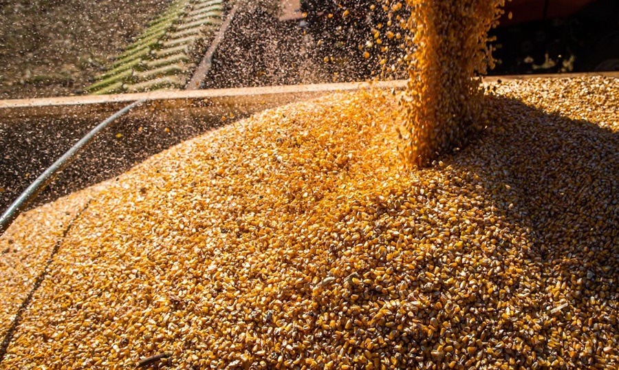 COLHEITA: Produção de grãos deve chegar a 312,4 milhões de toneladas em 2023