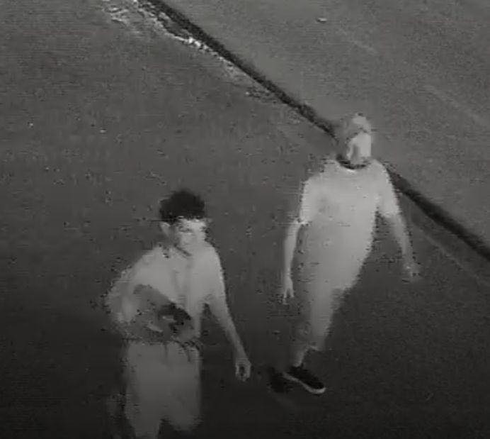 TRIO SENSAÇÃO: Tutora procura por pinschers Maraísa, Nathanzinho e Gusttavo Lima 