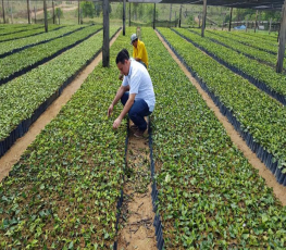 Vereador Edesio visita viveiro e projeto que visa o incentivo ao cultivo do café