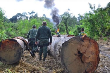 Operação do Ibama combate exploração ilegal de madeiras na Terra Indígena