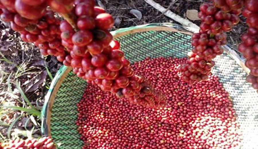 RANKING: São Miguel do Guaporé é listado como 3º maior produtor de café no Brasil