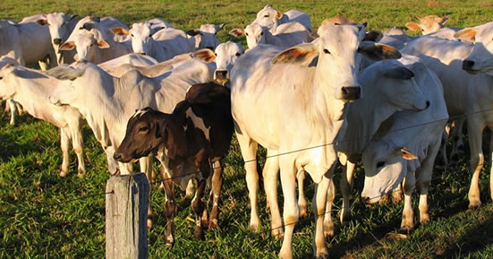 REBANHO: Pecuarista de Rondônia tem 27 cabeças de gado furtadas