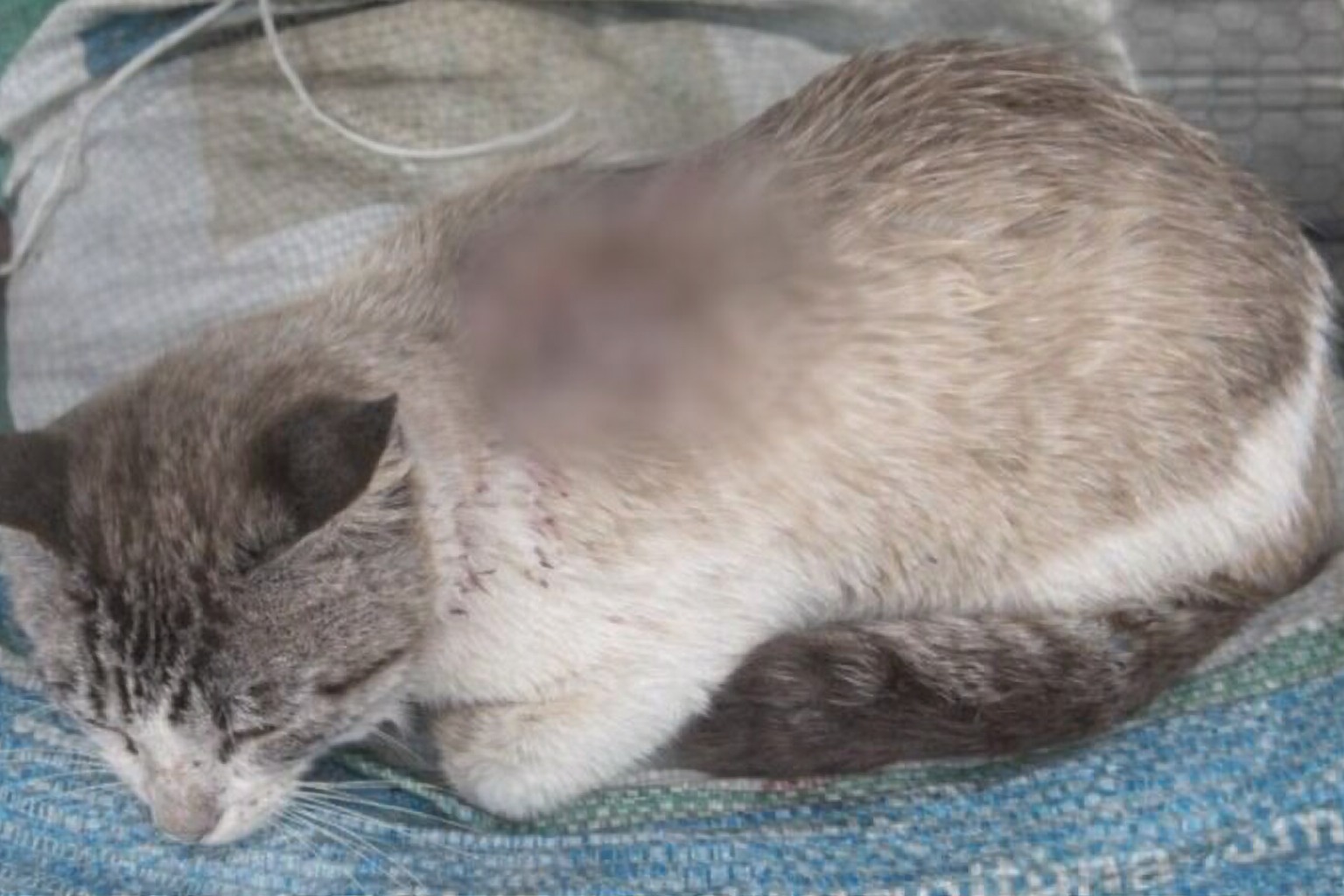 MAUS-TRATOS: Ataques violentos matam um gato e deixam outro em estado grave na área rural