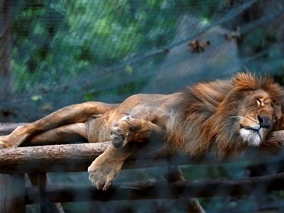 Animais morrem de fome em zoológico na Venezuela