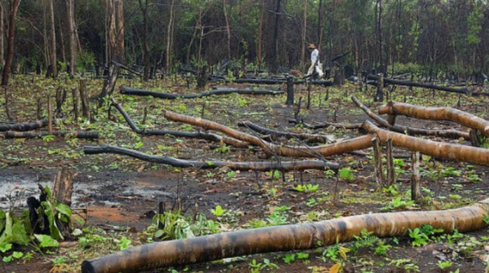 Justiça da Colômbia pede que governo proteja a Amazônia do desmatamento